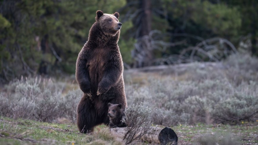 Vigil for beloved grizzly bear who was killed by a vehicle