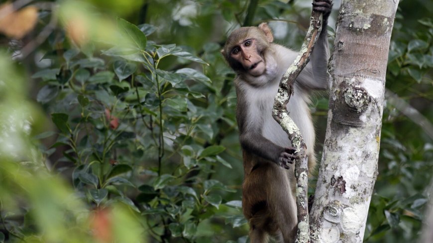 24 more monkeys that escaped from a South Carolina lab are recovered unharmed