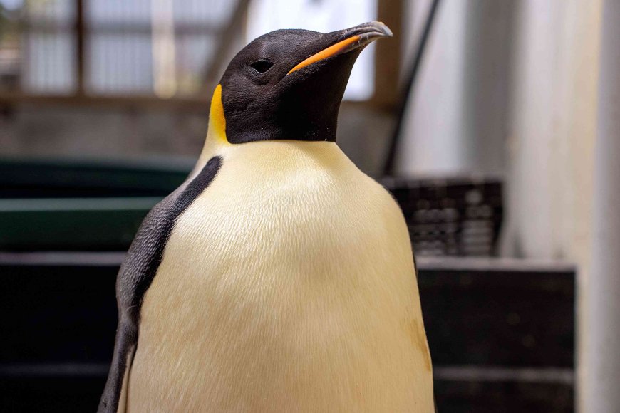 A Malnourished Emperor Penguin Is in Recovery After Swimming Over 2,000 Miles to Australia