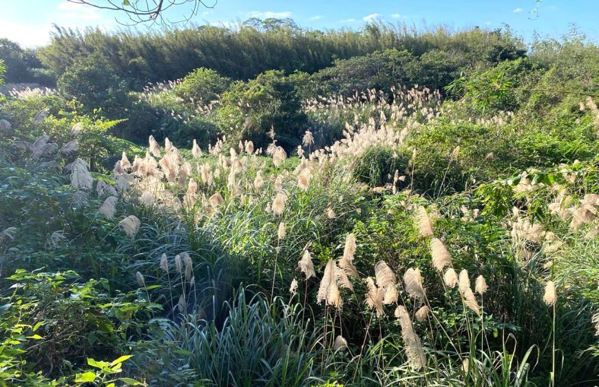 四種芒花植物怎麼分？芒草愛山，甜根子在河畔，蘆葦是海派，蘆竹不會禿頭