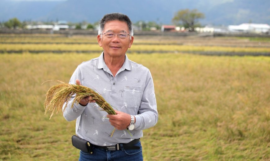 康芮颱風 1104》池上稻米倒地超慘，農民損失動輒破百萬，集團產區虧損，重創生計