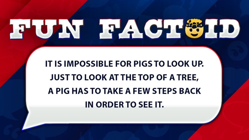 Fun Facts: Pigs can't look up into the sky