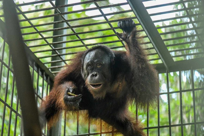 Rescue Orangutan Who Survived Shooting Excitedly Jumps into Jungle During Long-Awaited Release