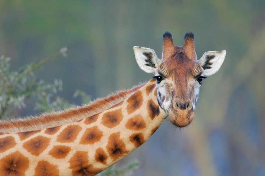 Giraffes Need Protections of Endangered Species Act After Declining Numbers, U.S. Wildlife Officials Say