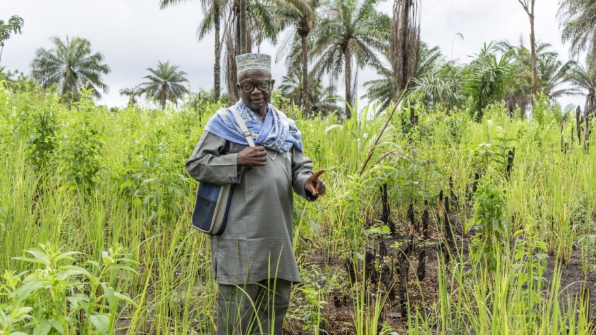 Sierra Leone loves rice and wants to free itself from imports. But how to do it?