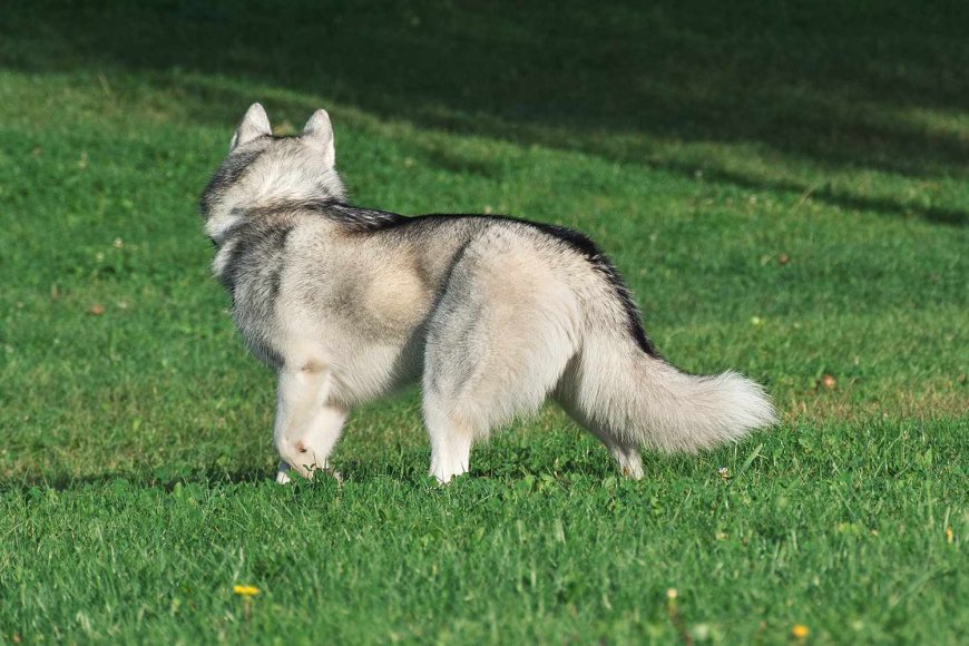 Mass. Officer Shoots and Kills Husky Puppy After Mistaking It for a Coyote: 'I'm Still in Shock,' Owner Says