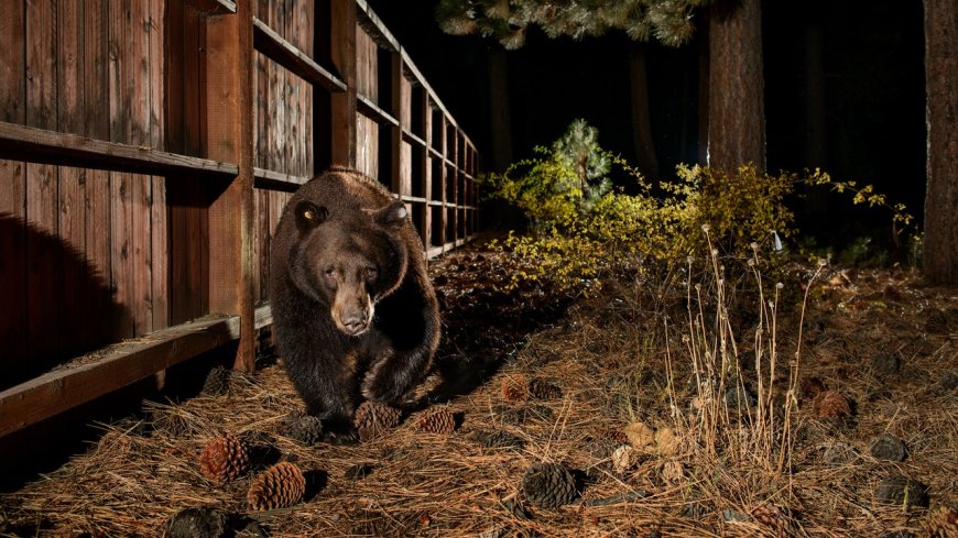 Lake Tahoe’s Bear Boom