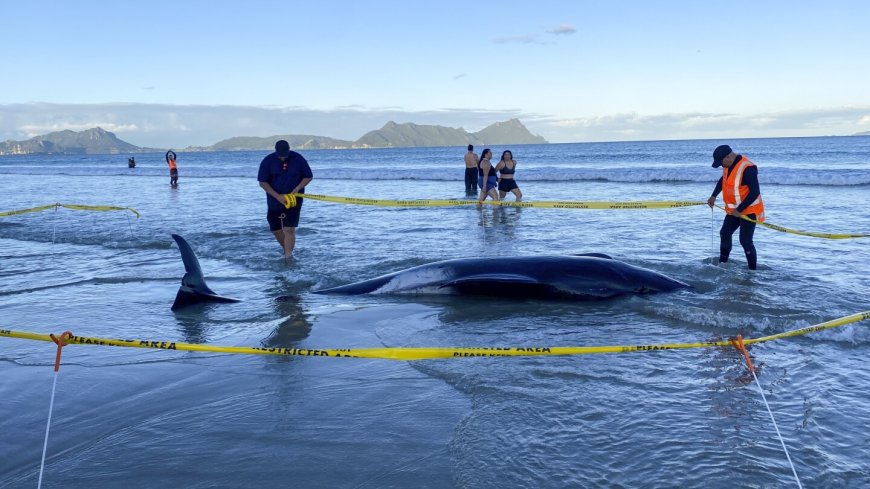 New Zealanders save more than 30 stranded whales by lifting them on sheets