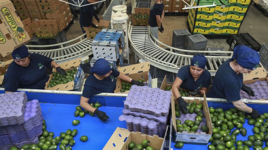 Avocados, tequila and other iconic Mexican products are jeopardized by Trump's tariff threats