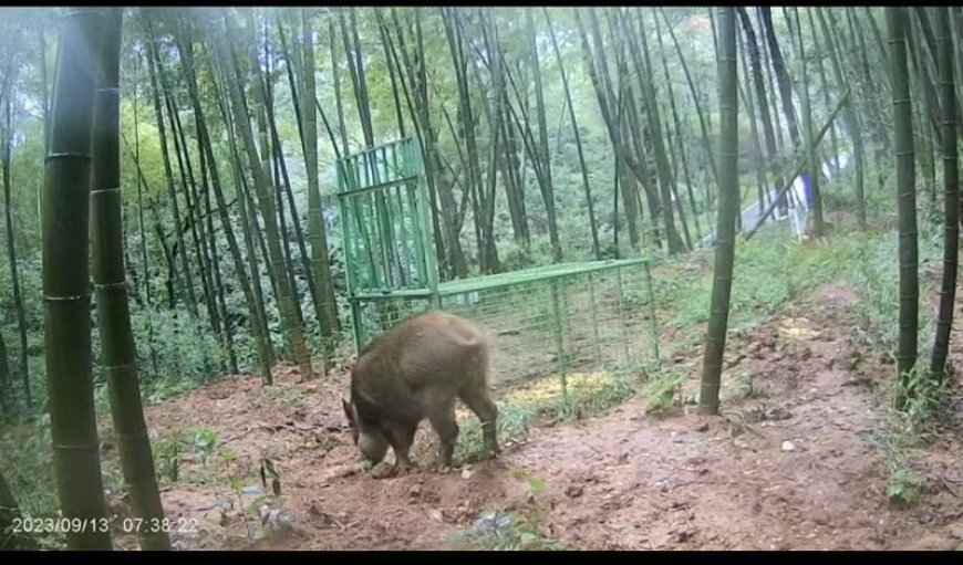 与野猪的中场“战事”