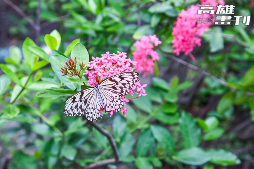 都市裡的秘密生態樂園　金獅湖蝴蝶園x原生植物園