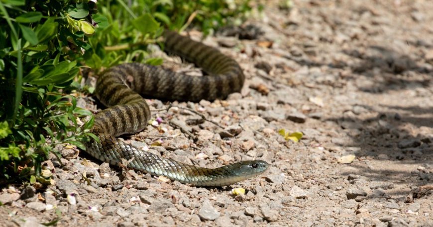 Tiger snake terrorises driver on busy Melbourne freeway