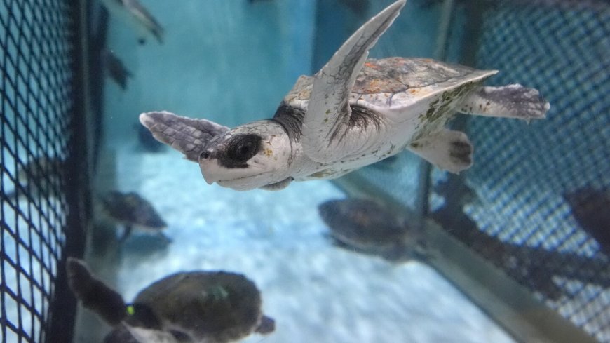 Global warming fills New England's rich waters with death traps for endangered sea turtles