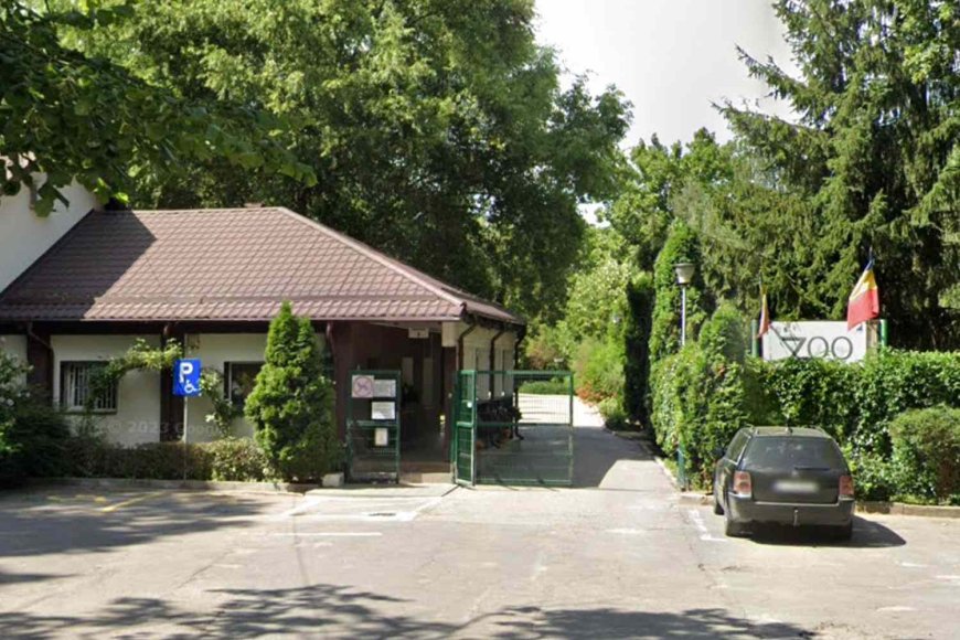 Tiger Kills Zoo Janitor in ‘Extremely Violent’ Attack After He Leaves Security Door Open: Reports