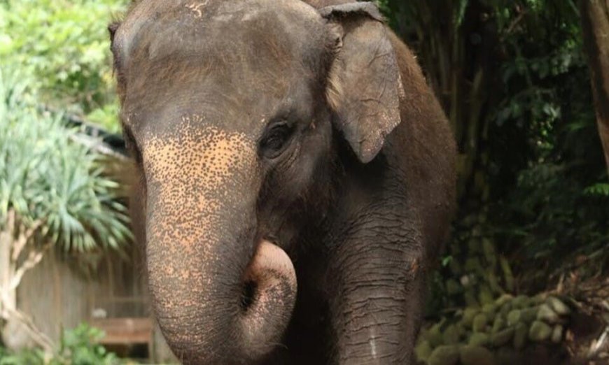 印尼連續暴雨溪水暴漲，峇里島動物園母象遭洪水沖走後死亡