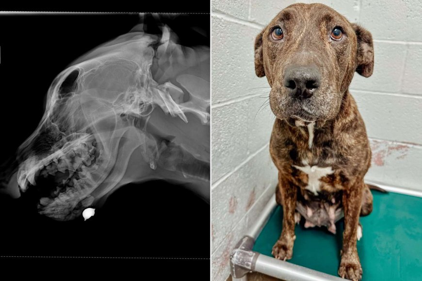 X-Ray Reveals Rescue Dog Was ‘Shot in the Face’ Before Arriving at Shelter. Now, She’s Almost Ready for Adoption