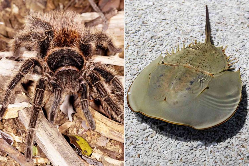 Tarantulas and Crabs May Help Cure Drug-Resistant Melanoma