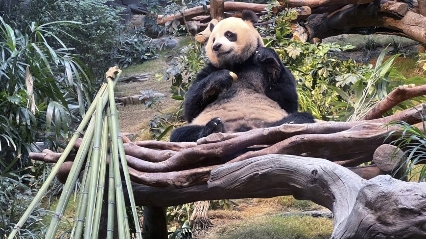 Pandas An An and Ke Ke celebrate their 1st Christmas in Hong Kong