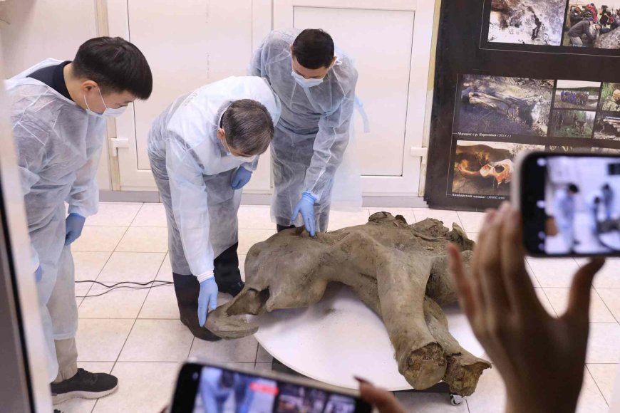 50,000-Year-Old Baby Mammoth Discovered in Siberia Is ‘the Best-Preserved in the World,’ Expert Says