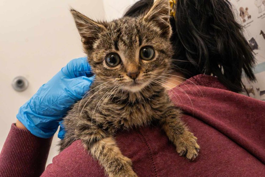 Orphaned Kitten Found in a Christmas Tree Is Looking for Her Forever Family