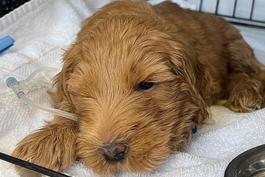 6-Lb. Goldendoodle Pup Is Fighting for His Life After Likely Being Abused: ‘He Needs Us and We Need You’