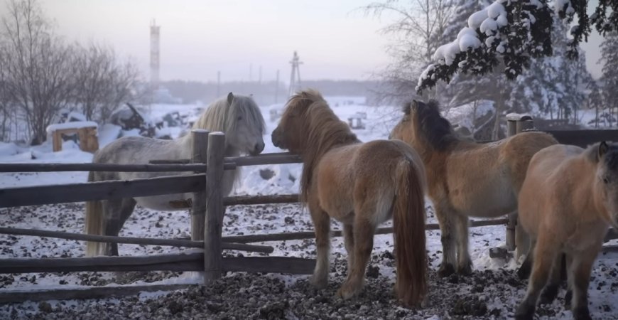 These charming mini movies will teach you about the people who live in the coldest town on Earth