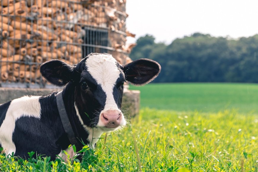 在炎熱的臺灣飼養雞豬牛　獲取蛋肉乳也不忘動物福祉