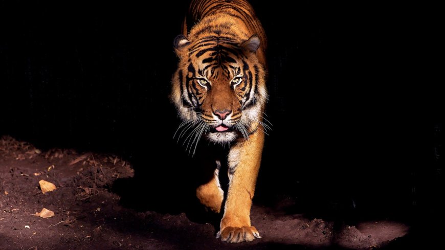 Is It Anxiety, or Is a Tiger Trying to Kill You?