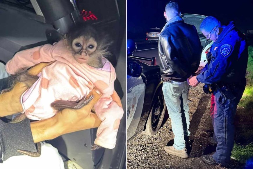 Baby Spider Monkey Wearing a Onesie Found During California Traffic Stop That Led to Arrest