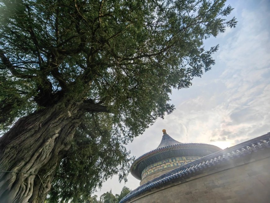 Five Ancient Beijing Trees Worth Checking Out