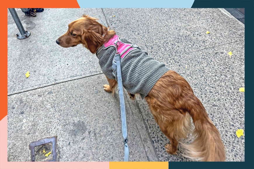 The 11 Best Dog Coats, Jackets, and Sweaters for Winter, Worn by Our Dogs