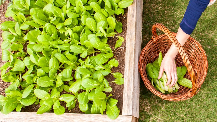 Seed to Plate – Growing and Cooking Baby Bok Choy (Time Lapse)