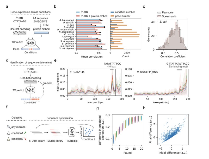 This AI paper from the Beijing Institute of Technology and Harvard Unveils TXpredict for Predicting Microbial Transcriptomes