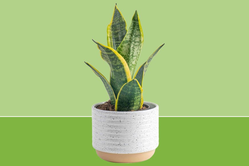 Yes, You Can Buy Live Houseplants at Amazon — and These Low-Maintenance Picks Are on Sale