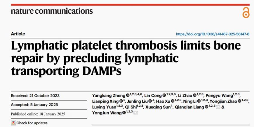 上海学者在中医理论指导下有新发现：淋巴管血小板栓延缓骨折修复
