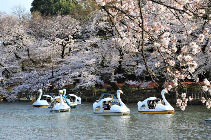 日本民間氣象公司預測福岡櫻花3/18最早開 東京估3/22開花