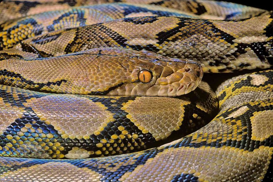 Giant Python Causes 'Quite the Fright' After Slithering into Home's Barbecue Grill