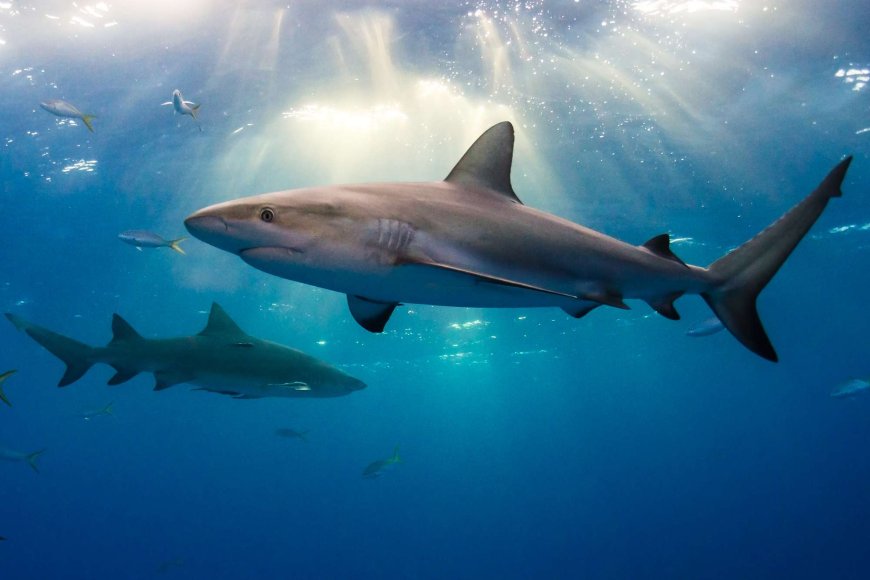 2 American Tourists Injured, One Seriously, in Bahamas Shark Attack, Police Say