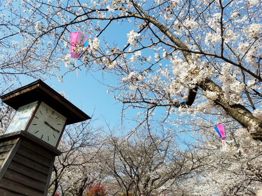 日本櫻花季倒數 東京最快3/21開花、3/29盛開