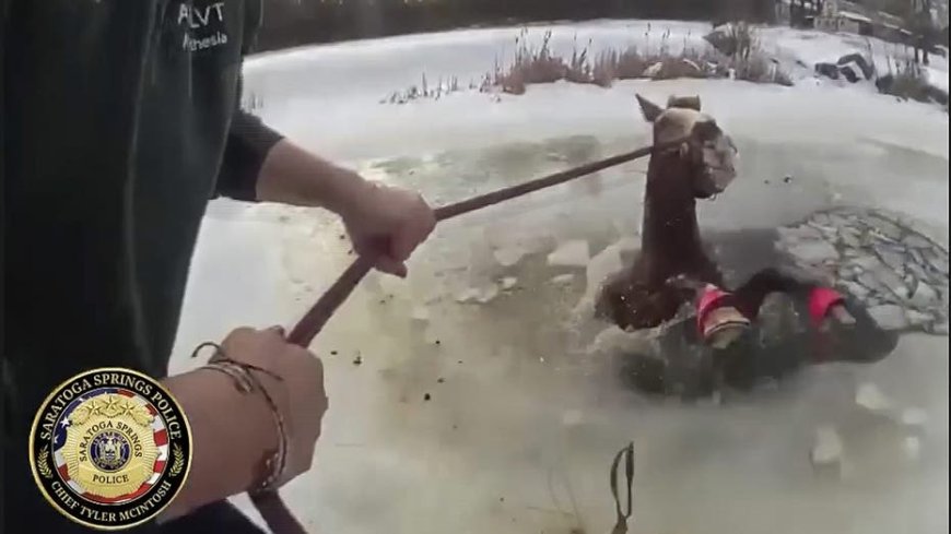 SEE IT: New York police save horse from icy pond in dramatic rescue