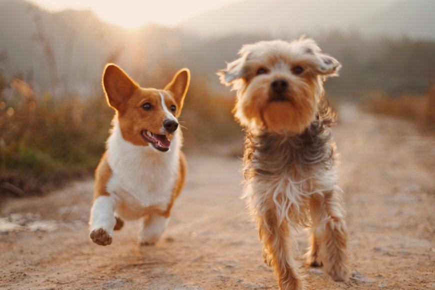 Drink To Save the Pups at the Furry Tales Wine Tasting